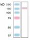 Nitric oxide synthase antibody, ALX-810-003-R100, Enzo Life Sciences, Western Blot image 