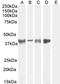 Asporin antibody, LS-C54549, Lifespan Biosciences, Western Blot image 