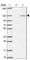 Ewing s tumor-associated antigen 1 homolog antibody, HPA035049, Atlas Antibodies, Western Blot image 