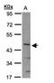Basic Helix-Loop-Helix Family Member E40 antibody, LS-C186087, Lifespan Biosciences, Western Blot image 