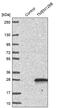 Transmembrane Protein 126B antibody, PA5-53946, Invitrogen Antibodies, Western Blot image 