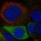 Plasminogen-binding protein antibody, HPA068721, Atlas Antibodies, Immunofluorescence image 