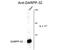 Protein Phosphatase 1 Regulatory Inhibitor Subunit 1B antibody, GTX82715, GeneTex, Western Blot image 