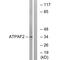ATP Synthase Mitochondrial F1 Complex Assembly Factor 2 antibody, A11095, Boster Biological Technology, Western Blot image 