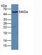 CD19 antibody, abx130697, Abbexa, Western Blot image 