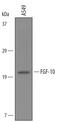 Fibroblast Growth Factor 10 antibody, AF6224, R&D Systems, Western Blot image 