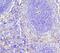 Nitric Oxide Synthase 3 antibody, A01604-2, Boster Biological Technology, Immunohistochemistry paraffin image 