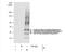 Glypican 1 antibody, NBP1-33197, Novus Biologicals, Immunoprecipitation image 