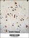 Orthodenticle Homeobox 2 antibody, 55-983, ProSci, Immunohistochemistry frozen image 