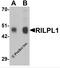 Rab Interacting Lysosomal Protein Like 1 antibody, 6495, ProSci, Western Blot image 