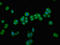 Cyclin Dependent Kinase Inhibitor 3 antibody, LS-C669961, Lifespan Biosciences, Immunofluorescence image 