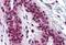 CAMP Responsive Element Binding Protein 1 antibody, MBS245877, MyBioSource, Immunohistochemistry paraffin image 