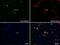 Thy-1 Cell Surface Antigen antibody, NBP1-28031, Novus Biologicals, Immunofluorescence image 