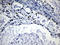 Homeobox D8 antibody, LS-C800050, Lifespan Biosciences, Immunohistochemistry paraffin image 
