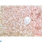Transthyretin antibody, LS-C813250, Lifespan Biosciences, Immunohistochemistry paraffin image 