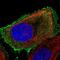 Olfactory Receptor Family 8 Subfamily S Member 1 antibody, NBP1-92232, Novus Biologicals, Immunofluorescence image 