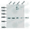 MCL1 Apoptosis Regulator, BCL2 Family Member antibody, A0250, ABclonal Technology, Western Blot image 
