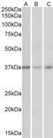 Growth Hormone Inducible Transmembrane Protein antibody, PA5-19249, Invitrogen Antibodies, Western Blot image 