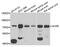 Acetylcholinesterase antibody, abx005992, Abbexa, Western Blot image 