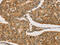 Carboxypeptidase A2 antibody, CSB-PA561433, Cusabio, Immunohistochemistry frozen image 