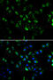 Eukaryotic Translation Initiation Factor 3 Subunit C antibody, MBS129713, MyBioSource, Immunofluorescence image 