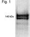 Nuclear Receptor Interacting Protein 1 antibody, PA1-841, Invitrogen Antibodies, Western Blot image 