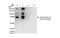 Malondialdehyde antibody, NBP2-59367, Novus Biologicals, Western Blot image 