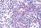 Olfactory receptor 2A4 antibody, NLS3901, Novus Biologicals, Immunohistochemistry paraffin image 