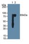 Polymeric Immunoglobulin Receptor antibody, LS-C297244, Lifespan Biosciences, Western Blot image 