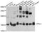 Peptidylprolyl Isomerase Like 1 antibody, A14892, ABclonal Technology, Western Blot image 