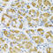 Syndecan 4 antibody, 18-338, ProSci, Immunohistochemistry frozen image 