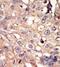 NUAK family SNF1-like kinase 1 antibody, GTX53533, GeneTex, Immunohistochemistry paraffin image 