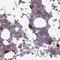 Striatin 4 antibody, NBP1-93433, Novus Biologicals, Immunohistochemistry frozen image 
