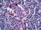 Pancreatic Polypeptide antibody, orb19027, Biorbyt, Immunohistochemistry paraffin image 