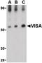 Mitochondrial Antiviral Signaling Protein antibody, LS-B1435, Lifespan Biosciences, Western Blot image 