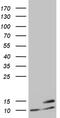 ATP Synthase Membrane Subunit E antibody, MA5-27530, Invitrogen Antibodies, Western Blot image 