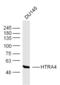 Protein E7 antibody, orb184006, Biorbyt, Western Blot image 