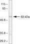 P2Y purinoceptor 1 antibody, 34-7200, Invitrogen Antibodies, Western Blot image 