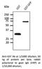 Glutathione-S-Transferase Tag antibody, AB9919-500, SICGEN, Western Blot image 