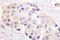 Heat Shock Protein 90 Alpha Family Class B Member 1 antibody, LS-C192179, Lifespan Biosciences, Immunohistochemistry frozen image 