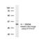 Cell Division Cycle 34 antibody, GTX70127, GeneTex, Western Blot image 