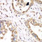 Hydroxyacyl-CoA Dehydrogenase Trifunctional Multienzyme Complex Subunit Alpha antibody, LS-C748365, Lifespan Biosciences, Immunohistochemistry frozen image 