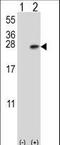 Tyrosine 3-Monooxygenase/Tryptophan 5-Monooxygenase Activation Protein Beta antibody, LS-C101305, Lifespan Biosciences, Western Blot image 