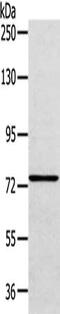 VPS53 Subunit Of GARP Complex antibody, CSB-PA486228, Cusabio, Western Blot image 