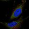 ATP Synthase Mitochondrial F1 Complex Assembly Factor 1 antibody, HPA028382, Atlas Antibodies, Immunofluorescence image 