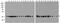 GAPDH antibody, GTX17307, GeneTex, Western Blot image 