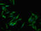 Protein Kinase AMP-Activated Non-Catalytic Subunit Beta 1 antibody, orb401772, Biorbyt, Immunofluorescence image 