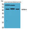 DnaJ Heat Shock Protein Family (Hsp40) Member A1 antibody, A04151, Boster Biological Technology, Western Blot image 