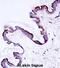 Protein Kinase C Eta antibody, abx028192, Abbexa, Immunohistochemistry frozen image 