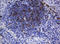 CD1c Molecule antibody, LS-C337877, Lifespan Biosciences, Immunohistochemistry paraffin image 